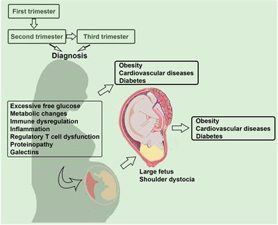 Immunobiology of Gestational Diabetes Mellitus in Post-Medawar Era